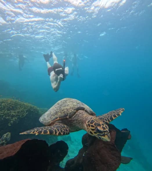 Menjangan Island Trip