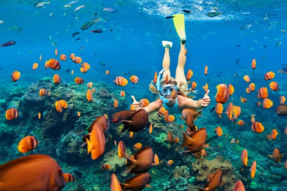 Snorkeling Menjangan Island Sharing Boat