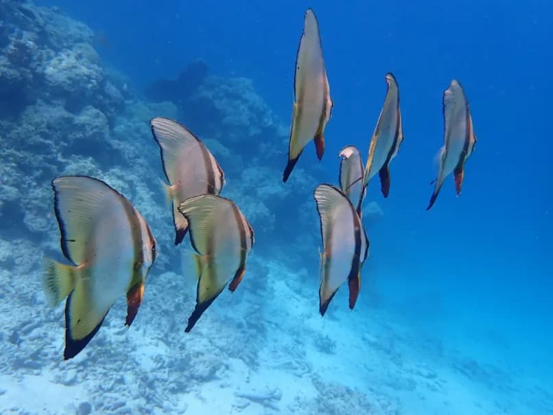 Discovery Scuba Diving (non-certified DIVER) Sharing Boat