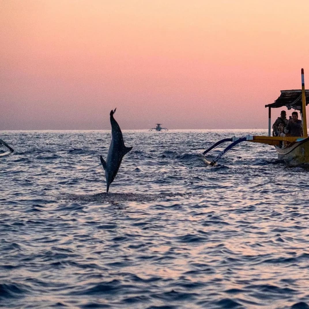 Sunrise Dolphin Private Boat