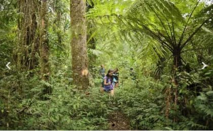 Tandem Luwak Trails Using Buggy